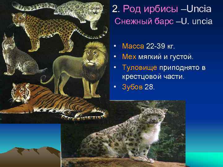 2. Род ирбисы –Uncia Cнежный барс –U. uncia • Масса 22 -39 кг. •