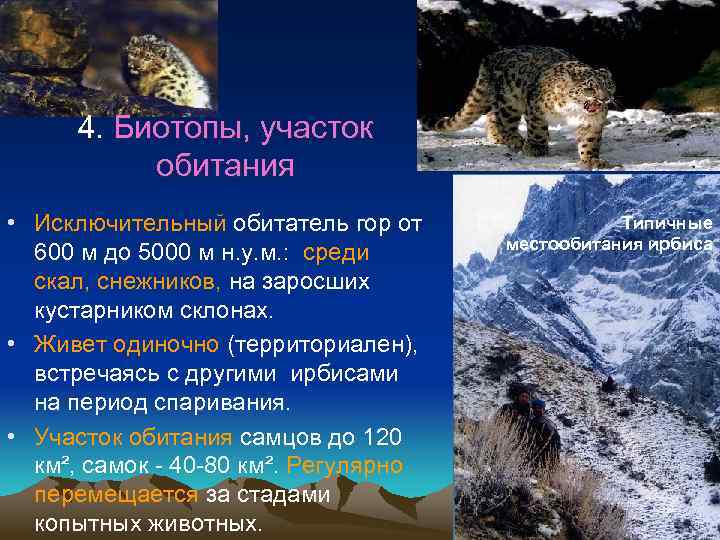 4. Биотопы, участок обитания • Исключительный обитатель гор от 600 м до 5000 м
