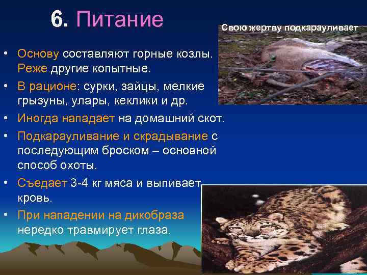 6. Питание Свою жертву подкарауливает • Основу составляют горные козлы. Реже другие копытные. •