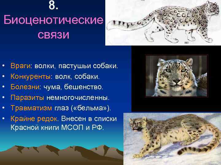 8. Биоценотические связи • • • Враги: волки, пастушьи собаки. Конкуренты: волк, собаки. Болезни:
