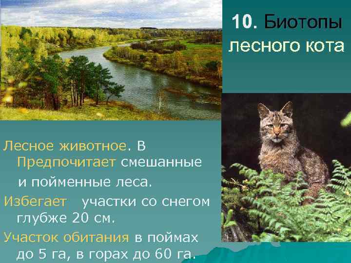 10. Биотопы лесного кота Лесное животное. В Предпочитает смешанные и пойменные леса. Избегает участки