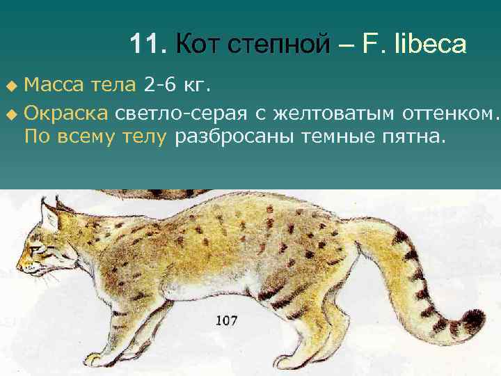 11. Кот степной – F. libeca Масса тела 2 -6 кг. u Окраска светло-серая