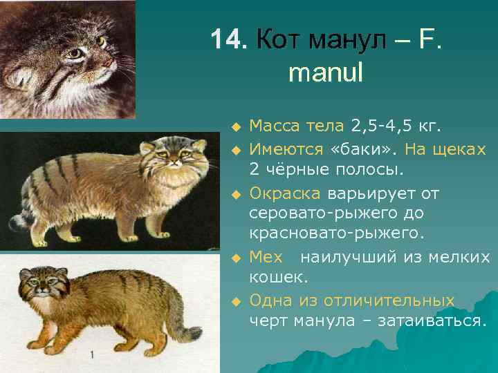 14. Кот манул – F. manul u u u Масса тела 2, 5 -4,