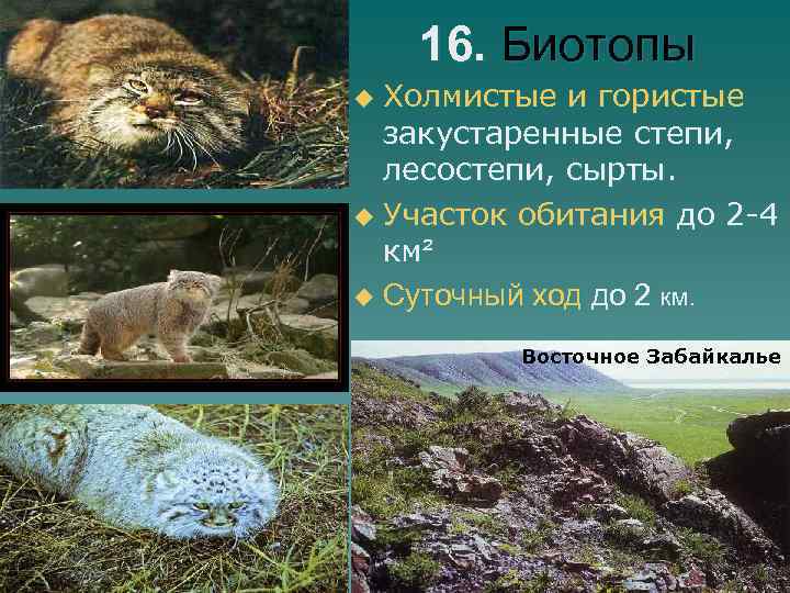 16. Биотопы Холмистые и гористые закустаренные степи, лесостепи, сырты. u Участок обитания до 2