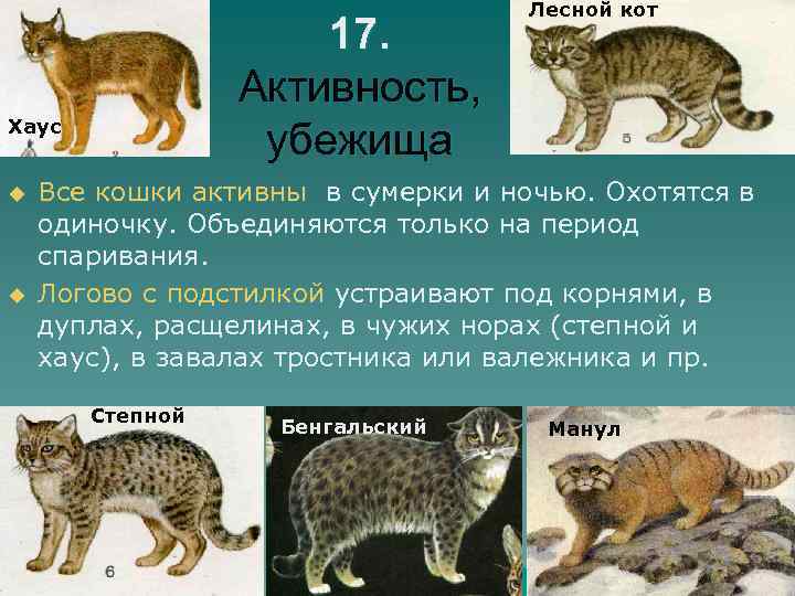 17. Активность, убежища Хаус u u Лесной кот Все кошки активны в сумерки и