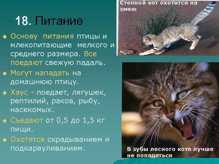 Степной кот охотится на змею 18. Питание u u u Основу питания птицы и