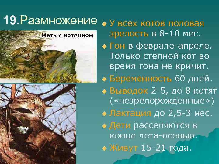 19. Размножение u У всех котов половая Мать с котенком зрелость в 8 -10