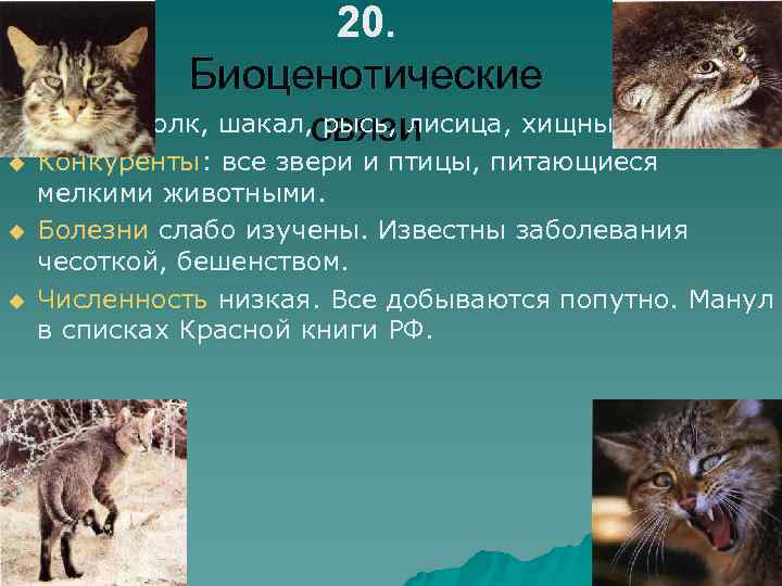 20. Биоценотические u Враги: волк, шакал, связи рысь, лисица, хищные птицы. u u u