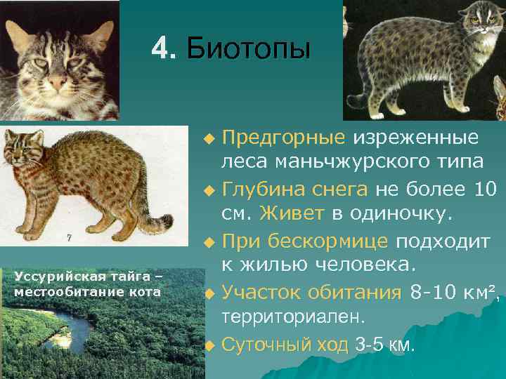 4. Биотопы Предгорные изреженные леса маньчжурского типа u Глубина снега не более 10 см.