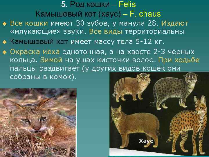 5. Род кошки – Felis Камышовый кот (хаус) – F. chaus u u u