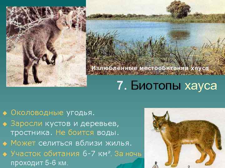 Излюбленные местообитания хауса 7. Биотопы хауса u u Околоводные угодья. Заросли кустов и деревьев,