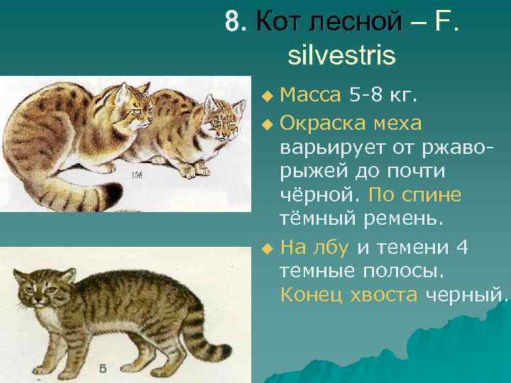 8. Кот лесной – F. silvestris Масса 5 -8 кг. u Окраска меха варьирует