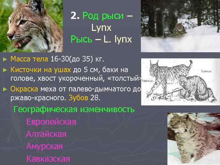 2. Род рыси – Lynx Рысь – L. lynx Масса тела 16 -30(до 35)