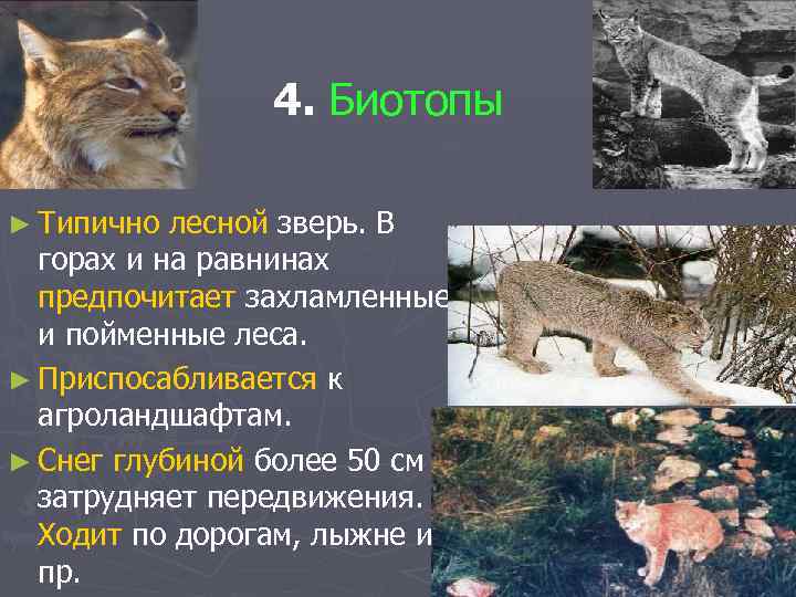 4. Биотопы ► Типично лесной зверь. В горах и на равнинах предпочитает захламленные и