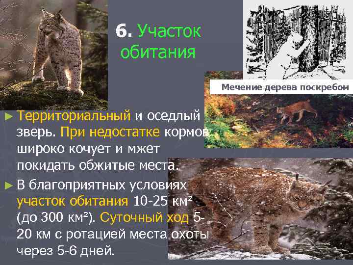 6. Участок обитания Мечение дерева поскребом ► Территориальный и оседлый зверь. При недостатке кормов