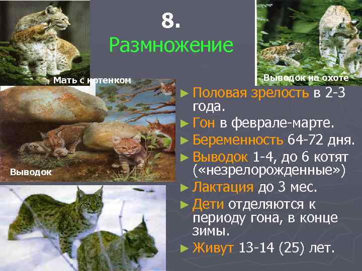 8. Размножение Мать с котенком Выводок на охоте ► Половая зрелость в 2 -3