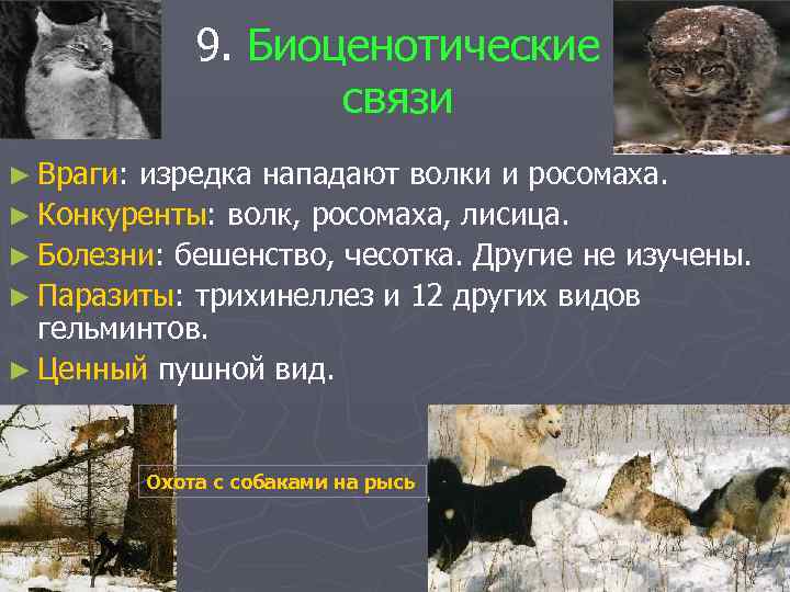 9. Биоценотические связи ► Враги: изредка нападают волки и росомаха. ► Конкуренты: волк, росомаха,