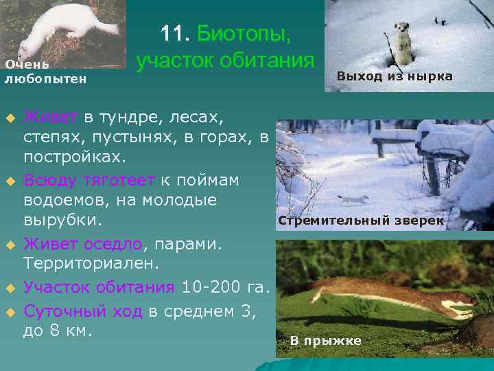 Очень любопытен u u u 11. Биотопы, участок обитания Живет в тундре, лесах, степях,