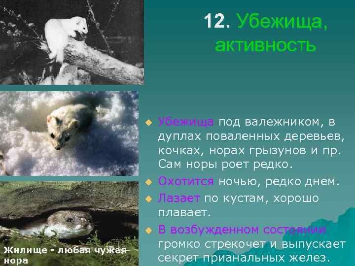 12. Убежища, активность u u Жилище - любая чужая нора Убежища под валежником, в