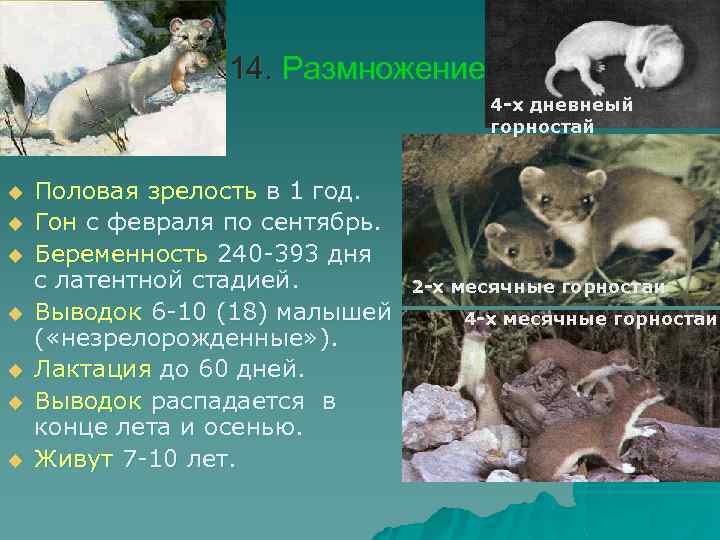 14. Размножение 4 -х дневнеый горностай u u u u Половая зрелость в 1