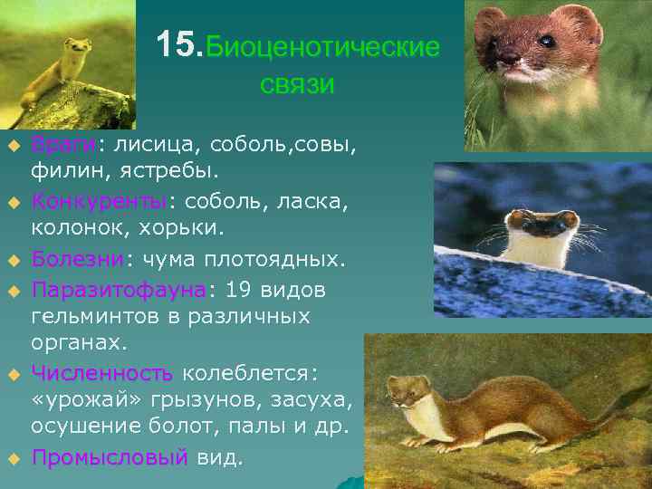 15. Биоценотические связи u u u Враги: лисица, соболь, совы, филин, ястребы. Конкуренты: соболь,