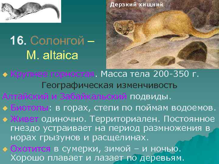 Дерзкий хищник 16. Солонгой – M. altaica Крупнее горностая. Масса тела 200 -350 г.