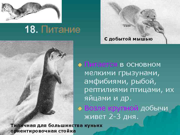 18. Питание С добытой мышью Питается в основном мелкими грызунами, амфибиями, рыбой, рептилиями птицами,