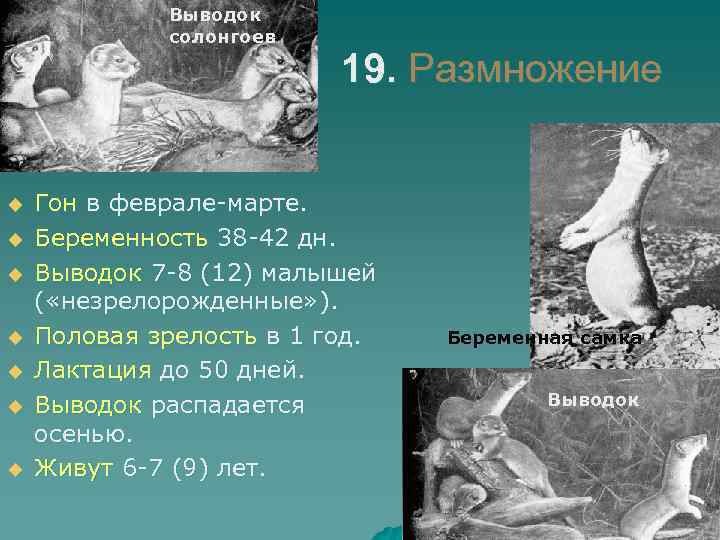 Выводок солонгоев u u u u 19. Размножение Гон в феврале-марте. Беременность 38 -42
