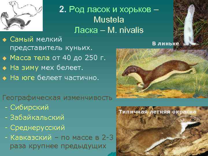 2. Род ласок и хорьков – Mustela Ласка – M. nivalis u u Самый