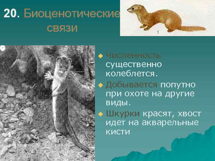 20. Биоценотические связи Численность существенно колеблется. u Добывается попутно при охоте на другие виды.