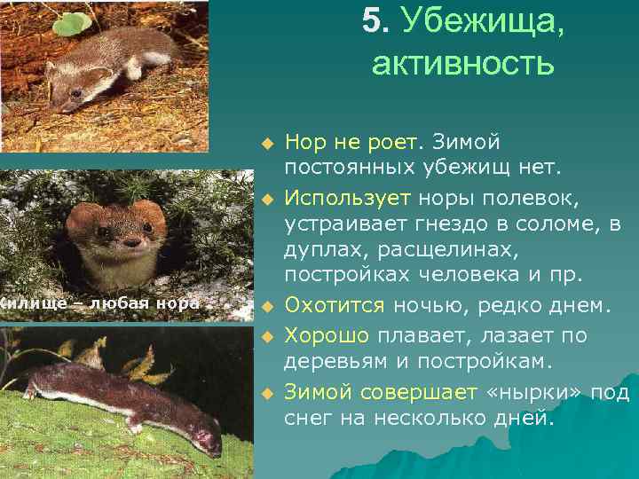 Жилище – любая нора 5. Убежища, активность u u u Нор не роет. Зимой