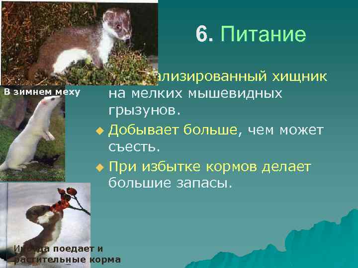 6. Питание Специализированный хищник на мелких мышевидных грызунов. u Добывает больше, чем может съесть.