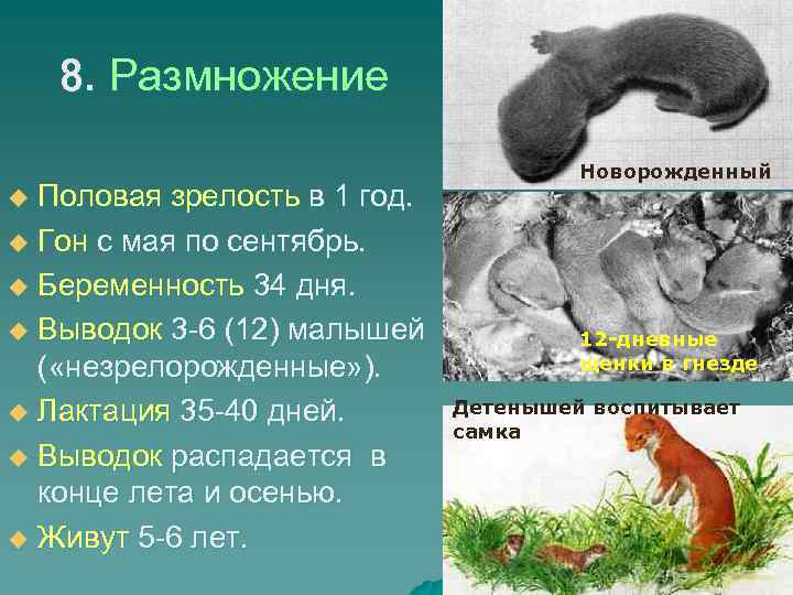 8. Размножение Половая зрелость в 1 год. u Гон с мая по сентябрь. u