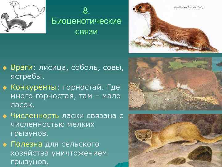8. Биоценотические связи u u Враги: лисица, соболь, совы, ястребы. Конкуренты: горностай. Где много