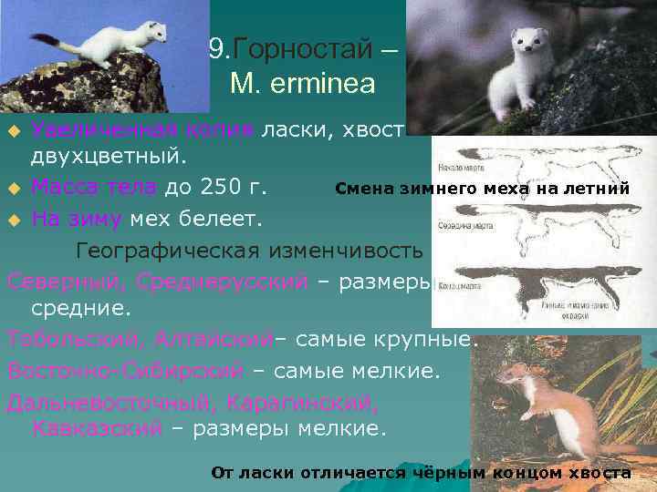 9. Горностай – M. erminea Увеличенная копия ласки, хвост двухцветный. Смена зимнего меха на
