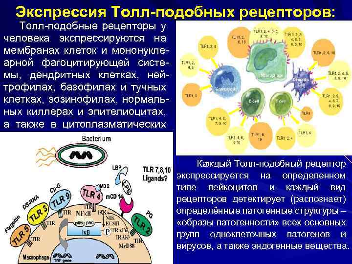 Экспрессия Толл-подобных рецепторов: Толл-подобные рецепторы у человека экспрессируются на мембранах клеток и мононуклеарной фагоцитирующей