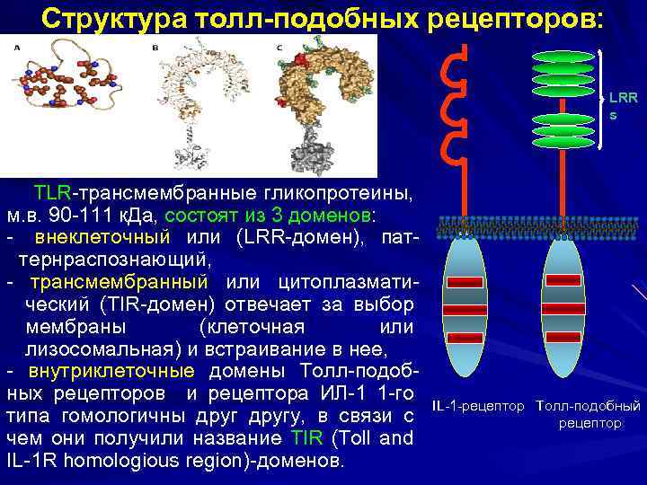 Структура толл-подобных рецепторов: LRR s TLR-трансмембранные гликопротеины, м. в. 90 -111 к. Да, состоят