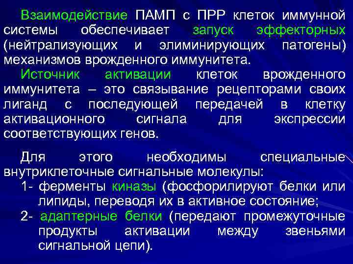 Взаимодействие ПАМП с ПРР клеток иммунной системы обеспечивает запуск эффекторных (нейтрализующих и элиминирующих патогены)