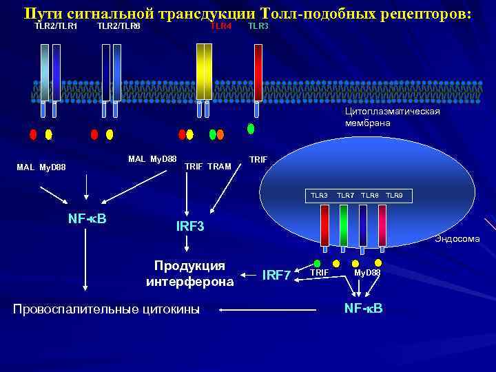 Пути сигнальной трансдукции Толл-подобных рецепторов: TLR 2/TLR 1 TLR 2/TLR 6 TLR 4 TLR