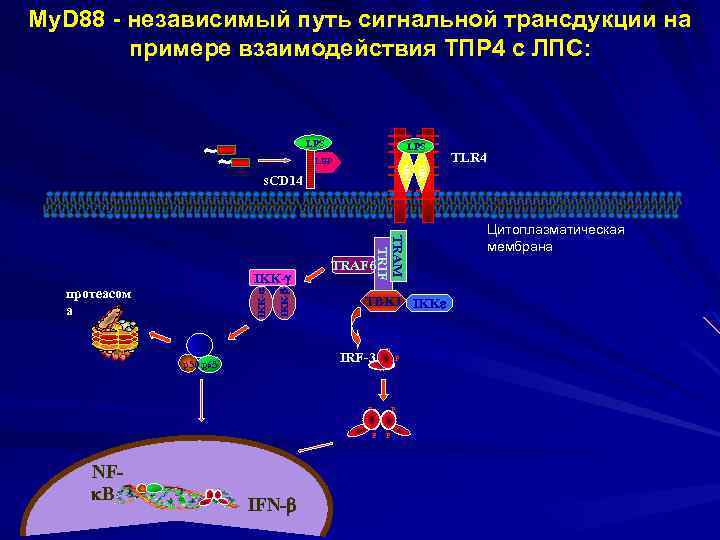 My. D 88 - независимый путь сигнальной трансдукции на примере взаимодействия ТПР 4 с