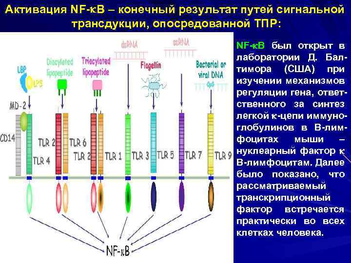 Активация NF- B – конечный результат путей сигнальной трансдукции, опосредованной ТПР: NF- B был