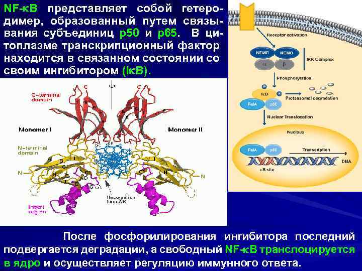 NF- B представляет собой гетеродимер, образованный путем связывания субъединиц р50 и р65. В цитоплазме