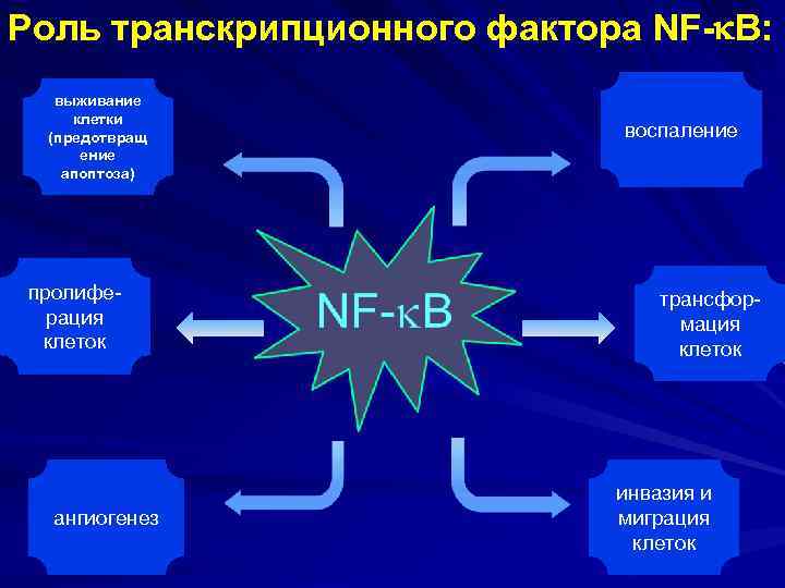 Роль транскрипционного фактора NF- B: выживание клетки (предотвращ ение апоптоза) пролиферация клеток ангиогенез воспаление