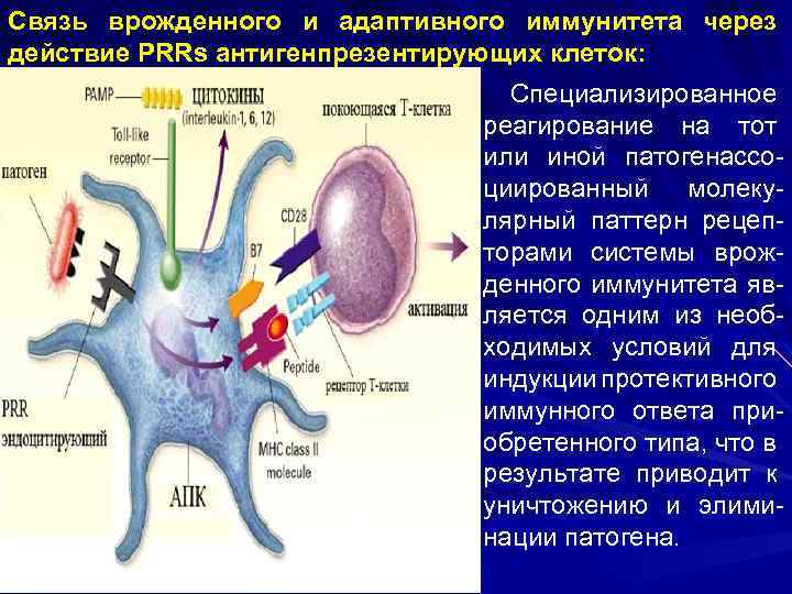 Связь врожденного и адаптивного иммунитета через действие PRRs антигенпрезентирующих клеток: Специализированное реагирование на тот