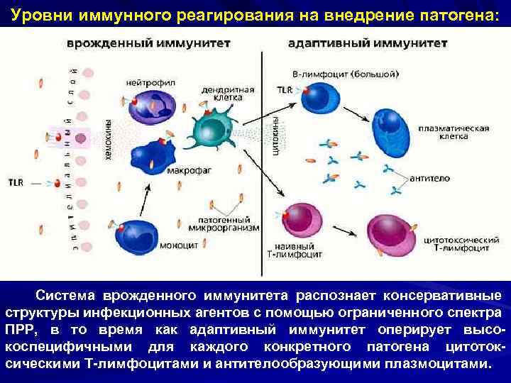 Уровни иммунного реагирования на внедрение патогена: Система врожденного иммунитета распознает консервативные структуры инфекционных агентов