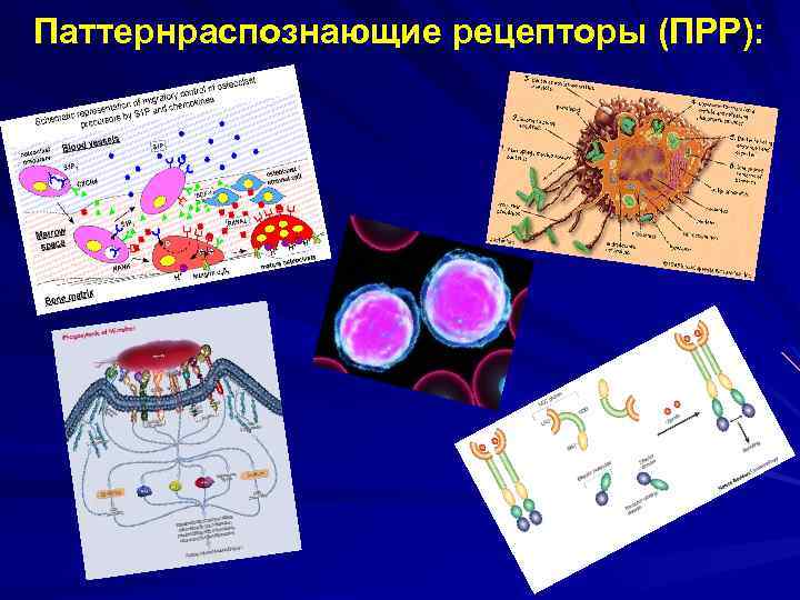 Паттернраспознающие рецепторы (ПРР): 