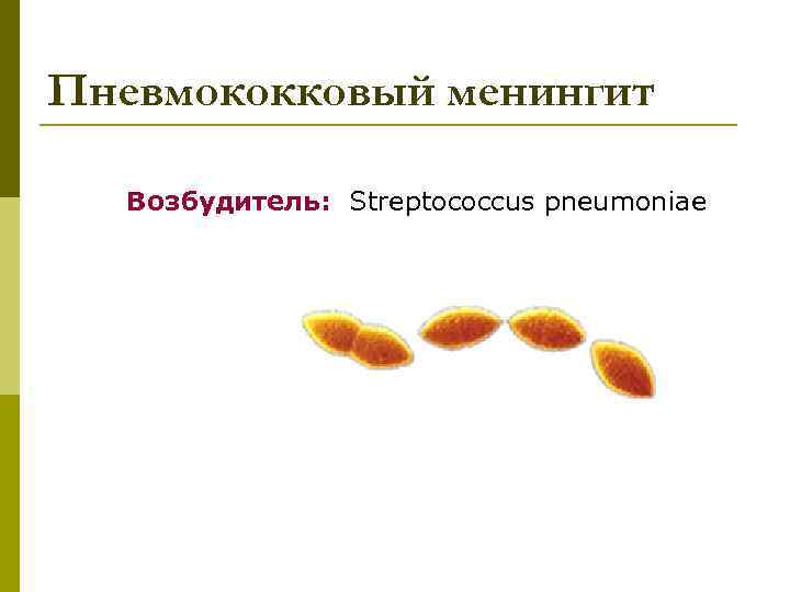 Пневмококковый менингит Возбудитель: Streptococcus pneumoniae 