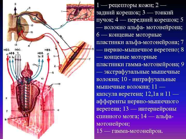 1 — рецепторы кожи; 2 — задний корешок; 3 — тонкий пучок; 4 —