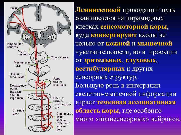 Лемнисковый проводящий путь оканчивается на пирамидных клетках сенсомоторной коры, куда конвергируют входы не только