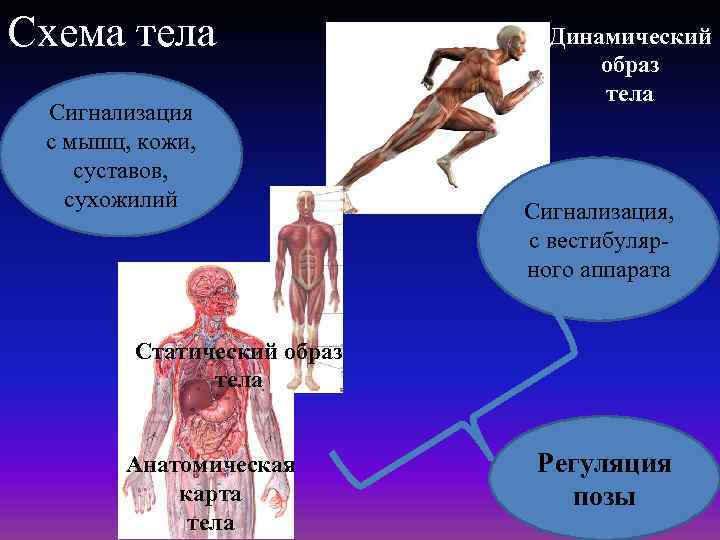 Схема тела Сигнализация с мышц, кожи, суставов, сухожилий Динамический образ тела Сигнализация, с вестибулярного